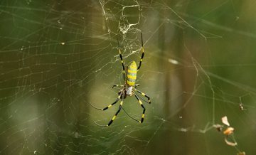 Cientistas temem invasão de aranhas gigantes e 'voadoras' nos Estados Unidos (Flickr/@danramarch (Sob Licença Creative Commons))