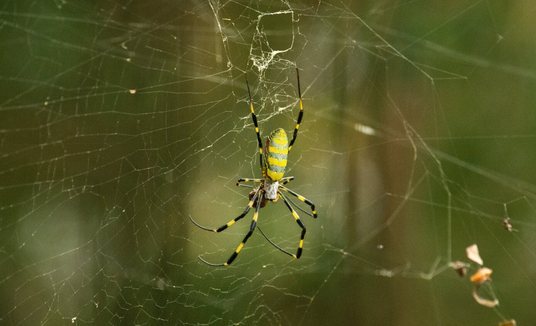 Cientistas temem invasão de aranhas gigantes e 'voadoras' nos Estados Unidos (Flickr/@danramarch (Sob Licença Creative Commons))