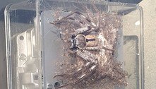 Aranha é flagrada sobre medidor de energia com centenas de filhotes 