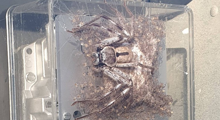 Aranha foi flagrada sobre um medidor de energia com centenas de filhotes