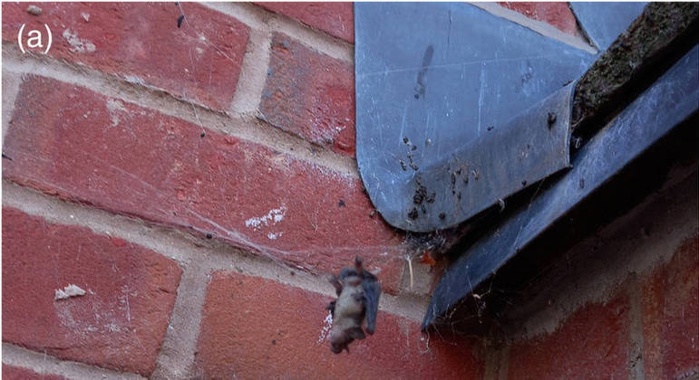 Uma das vítimas da aranha foi resgatada posteriormente