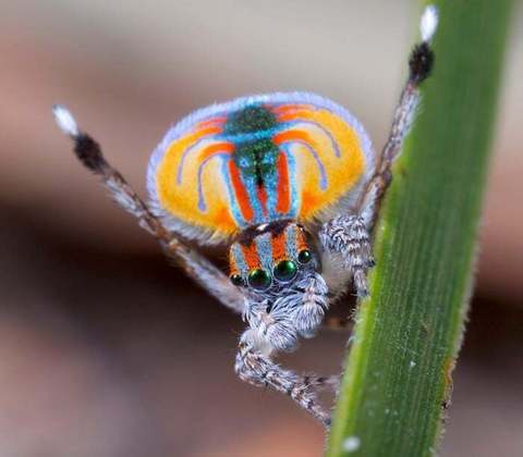 Aranha-pavão (Maratus volans): Essas pequenas aranhas saltadoras da Austrália são conhecidas por seus padrões coloridos e comportamento de exibição durante o acasalamento, que se assemelha a um leque aberto.