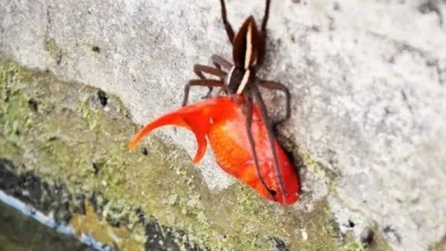 Chuvas na Austrália acordam aranhas 'sexualmente frustradas'