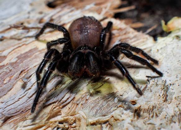 Aranha-teia-de-funil (Atrax robustus)