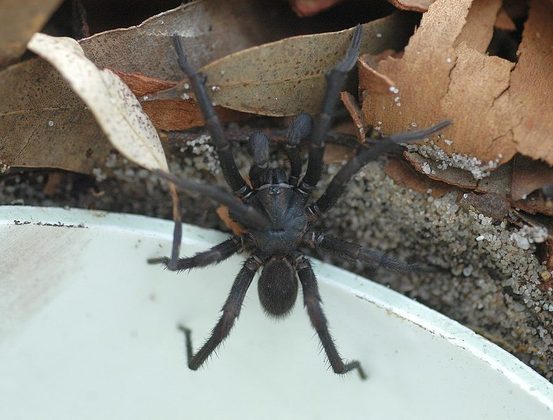 Aranha-teia-de-funil: Essa aranha pode medir até 3,5cm e vive em regiões ao redor de Sydney, uma das maiores cidades da Austrália. É considerado um animal muito agressivo e seu veneno é capaz de matar uma pessoa se não for tratado adequadamente.