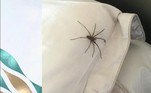 Espectadores do programa matinal britânico This Morning afirmaram estar chocados após imagens assustadoras de aranhas surgirem sem aviso no programa desta segunda (24)