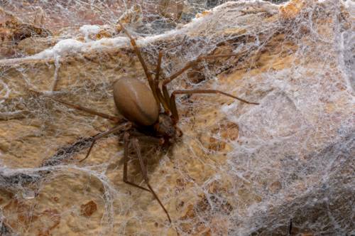 A 'espetacular' nova espécie de aranha descoberta na Austrália