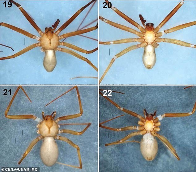 ... e ainda assim as aranhas comem maisNÃO PERCA:&nbsp;Cachorra mãezona ensina babuínos a escavar após ser aceita no bando