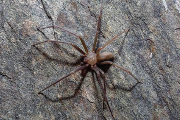 As aranhas poderiam comer todos os humanos e ainda ficar com fome