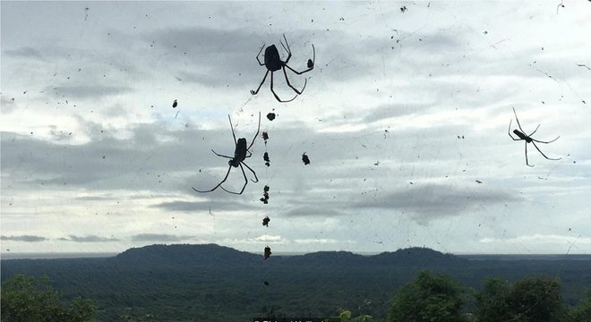 A plataforma de observação com vista para o local de lançamento é o lar de uma população de aranhas enormes 