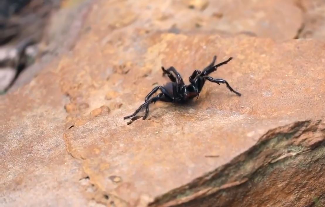 A 'espetacular' nova espécie de aranha descoberta na Austrália