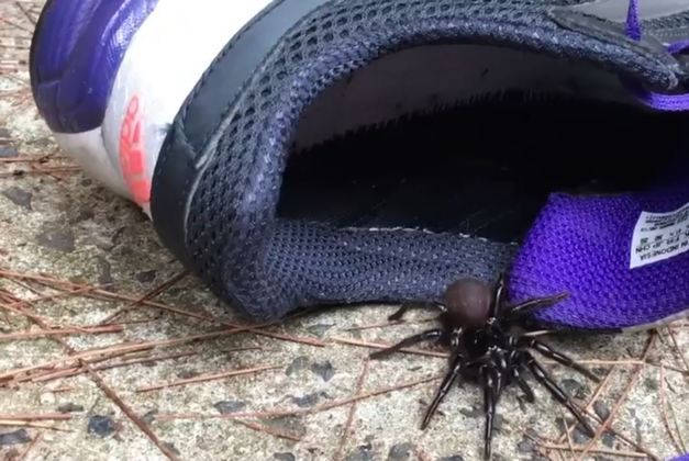 A 'espetacular' nova espécie de aranha descoberta na Austrália