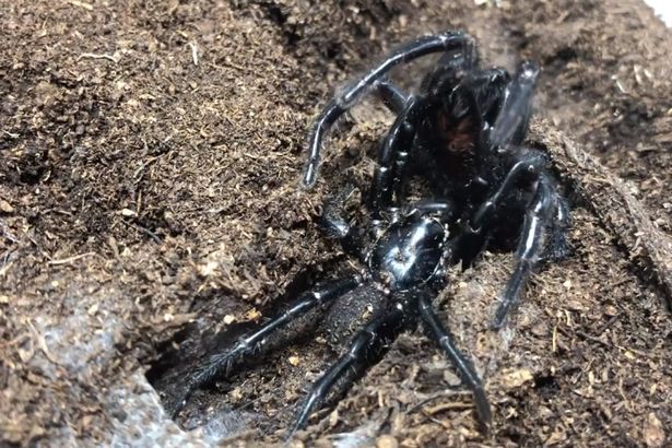 A 'espetacular' nova espécie de aranha descoberta na Austrália