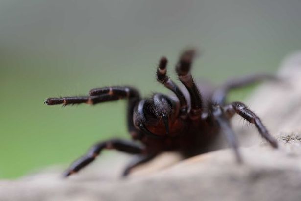 A vida sexual das&nbsp;Aranha-teia-de-funil da Austrália não está fácil. Os incêndios devastadores que assolaram o país atrasaram o início do período de acasalamento dessa espécie aracnídea venenosa, que espera as chuvas de verão e um solo mais úmido para sair da terra e aproveitar o período reprodutivo. Com as chuvas que aliviaram a situação no país, elas estão começaram a sair. E estão por todo o lugar!