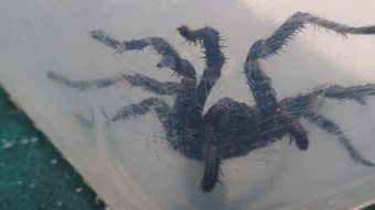 Arañas venenosas capaces de morder bajo el agua se convierten en el terror de los estanques – 7 en punto