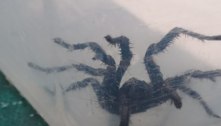Aranhas venenosas capazes de picar debaixo d'água se tornam o terror das piscinas 