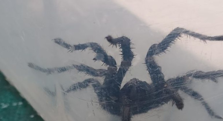 A aranha foi encontrada dentro da piscina após as enchentes intensas
