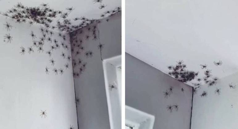 Um exército de aranhas caminhou no quarto de uma australiana