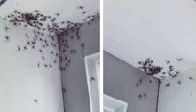 Australiana não se abala ao ver exército de aranhas no quarto