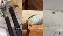 Aracnofobia: casal aluga chalé romântico, mas é 'expulso' por infestação de aranhas