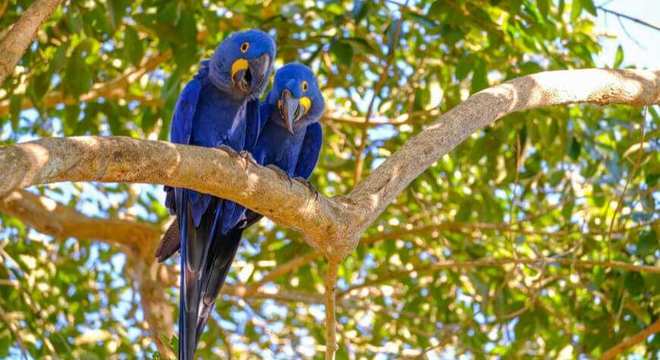 Arara-azul - Caraterísticas, comportamento, extinção e espécies parecidas