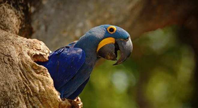 Arara-azul - Caraterísticas e comportamento