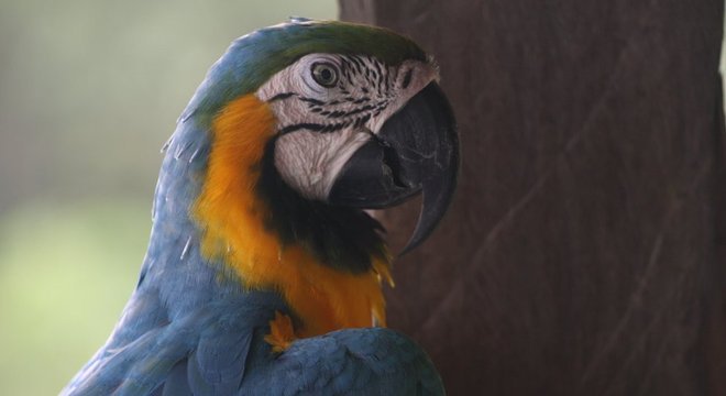 Afrouxamento de regulações na Amazônia se acentuou desde 2010