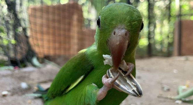 Aves recebem acompanhamento para serem devolvidas à natureza