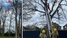 Bombeiros resgatam mulher que subiu em árvore para salvar arara de estimação
