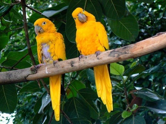 Ararajuba - Ave verde e amarela que só existe na Amazônia e entrou na lista das ameaçadas de extinção em 2016. 