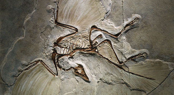 Archaeopteryx encontrado em calcário na região de Solnhofen, no sul da Alemanha