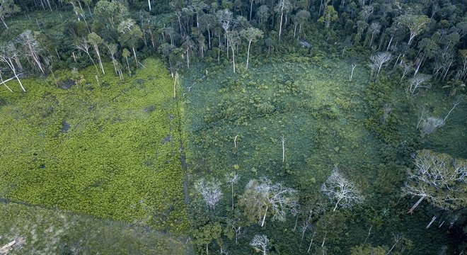 Conclusão da ProPublica é que os créditos de carbono não compensaram a quantidade de poluição que se esperava, ou trouxeram ganhos que foram rapidamente revertidos ou que não podiam ser comprovados e medidos
