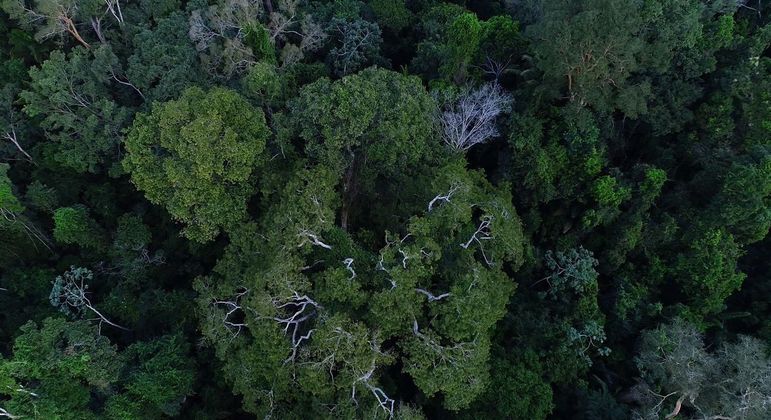 Área de floresta na Amazônia