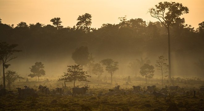 Em Mato Grosso, floresta amazônica dá lugar a pastagens 