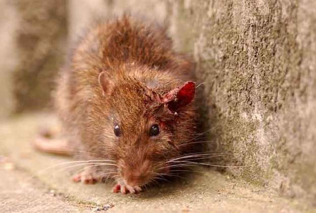 Áreas com condições precárias de saneamento apresentam maior incidência da doença. Nesses locais, costuma haver grandes populações de ratos infectados. 