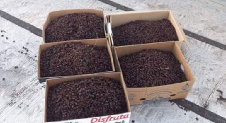 Família encheu cinco caixas com os besouros que invadiram sua casa em Santa Isabel

