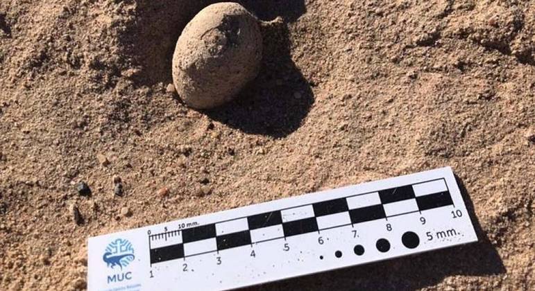 Paleontólogos encuentran 160 huevos de aves prehistóricas en Argentina – Noticias