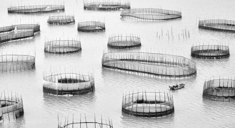 As cercas de pesca artesanal garantiram ao chinês Jingyi Wang o maior destaque da categoria Conexão HumanaVeja também: Espécies de Raflésia, a 'maior flor do mundo', estão em perigo de extinção