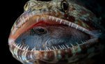 Jack Stefan Pokoj, o terceiro filipino da lista, levou a melhor como Fotógrado de Vida Selvagem do Ano, com um peixe-lagarto de boca cheiaLeia mais! Pesquisa revela vestígios de sandálias em pegadas da Idade da Pedra 