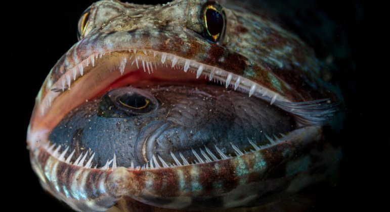 Jack Stefan Pokoj, o terceiro filipino da lista, levou a melhor como Fotógrado de Vida Selvagem do Ano, com um peixe-lagarto de boca cheiaLeia mais!&nbsp;Pesquisa revela vestígios de sandálias em pegadas da Idade da Pedra&nbsp;