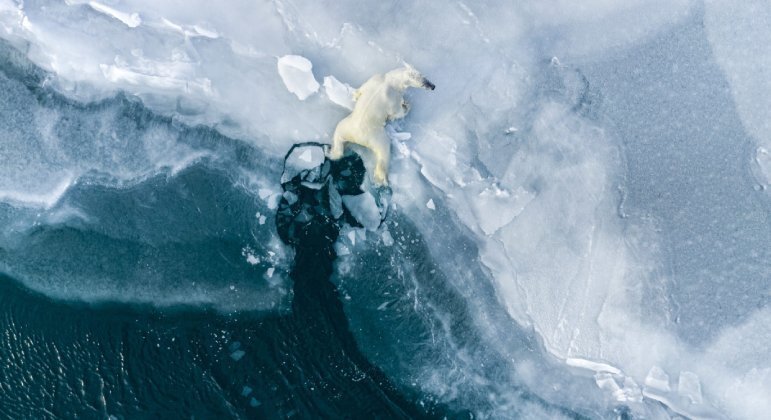 O Fotógrafo do Ano em Conservação (Impacto) foi Florian Ledoux, ao clicar um filhote de urso-polar sobre o gelo quebradiço da região ártica&nbsp;de Svalbard, na Noruega