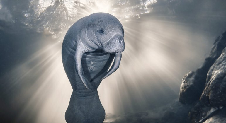 Sylvie Ayer acabou contemplada na categoria Fotógrafo do Ano em Conservação (Esperança), ao retratar um peixe-boi nas águas cristalinas do rio Homosassa, na FlóridaVale o clique:&nbsp;Elon Musk afirma que quase morreu algumas vezes testando o piloto automático da Tesla