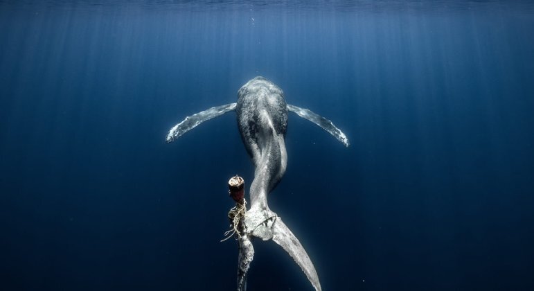 Em terceiro, uma baleia-jubarte clicada por Álvaro Herrero Lopez-Beltran. Infelizmente, ela foi retratada amarrada a cordas e bóias, que devem provocar uma morte lenta e dolorosa no animal