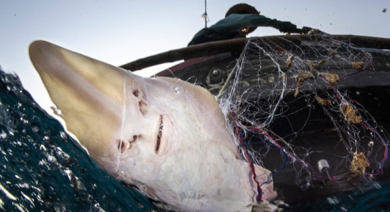 Por último, o fotojornalista tailandês Sirachai Arunrugstichai garantiu o Prêmio Portfólio Oceânico. De acordo com o site do Ocean Photographer, após testemunhar mudanças prejudiciais ocorridas no ambiente marinho, ele passou a dedicar a carreira à conservação dos oceanosNão saia daí! Perseguição, fracasso e catástrofe: estudo científico revela os pesadelos mais terríveis