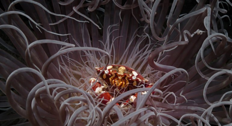 As anêmonas retratadas por&nbsp;Andrei Savin, também das Filipinas, foram agraciadas com a segunda colocação