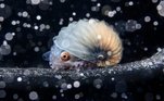 O Ocean Photographer Of The Year anunciou os vencedores da edição 2023 do concurso, que destaca a vida marinha e conscientiza sobre a preservação da riqueza desse habitat, por meio do trabalho de fotógrafos amadores e profissionais. O prêmio contemplou nove categorias, além de destacar um vencedor geral, que neste ano foi Jialing Cai, das Filipinas, com a imagem de um molusco argonauta sobre um galho à deriva