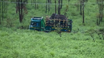 The arrest of the elephant that stole rice and killed at least six people in India – News