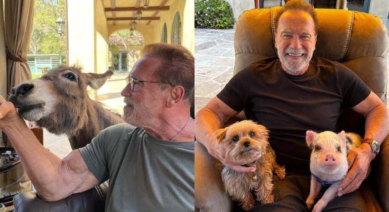 Arnold Schwarzenegger e seus pets