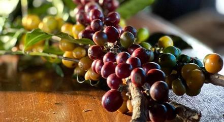 MG é referência mundial na produção de café