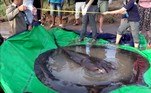 Um pescador do Camboja capturou o maior peixe de água doce já registrado do mundo. Como é possível ver pela imagem acima, trata-se de uma arraia gigantesca